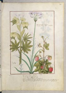 Consiligo, Burreed e Fragola, illustrazione da The Book of Simple Medicines, di Mattheaus Platearius da Robinet Testard